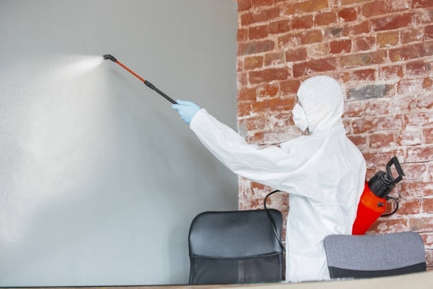 Professional Mold Removal in Cornersville, TN