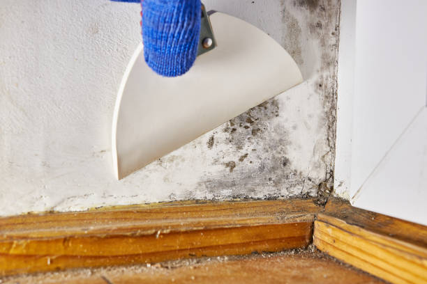 Best Mold Remediation for Rental Properties  in Cornersville, TN