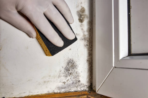 Mold Remediation for Vacation Homes in Cornersville, TN